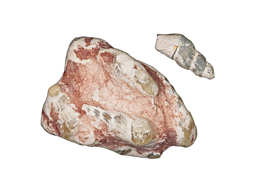 Gemstone Set Australian Lightning Ridge Opalised Cone Snail In Matrix Fossil 25.92ctw 27.59x19.31mm