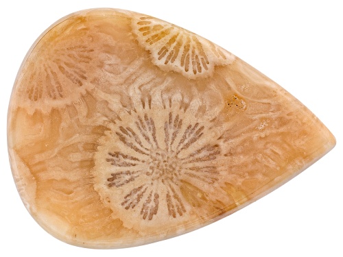 Indonesian Petrified Coral Avg 15.00ct 30x22mm Pear Shape Cabochon
