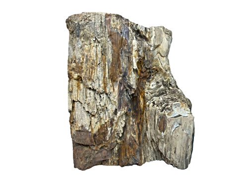 American Petrified Wood 16.0x8.5cm Specimen
