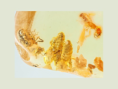 Copal Rough With Insects Free Form Set/2 Min 100ctw