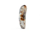 Dendritic Agate Free-Form 6.5x4.5in