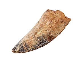 Dinosaur Tooth 9.03g 16.8x07.6x03.7cm Fossil
