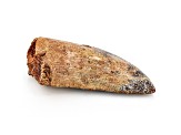 Dinosaur Tooth 9.03g 16.8x07.6x03.7cm Fossil