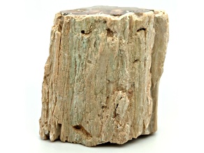 Petrified Wood 2.50 - 3.75 Inch Free-Form. Size And Shape Vary