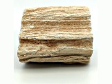 Petrified Wood 2.50 - 3.75 Inch Free-Form. Size And Shape Vary