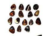 Boulder Opal Pre-Drilled Free-Form Cabochon Set of 16 102ctw