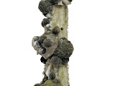 Indian Gyrolite, Calcite and Laumontite 11.7x3.3cm Specimen