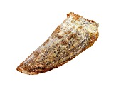 Dinosaur Tooth 10.18g 17.3x09.4x04.6cm Fossil