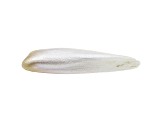 Natural Tennessee Freshwater Multi-Color Pearl 24.1x5.9mm Wing Shape 3.23ct