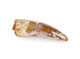 Dinosaur Tooth 91.88g 4.50x1.50 Inch Fossil