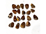 Boulder Opal Pre-Drilled Free-Form Cabochon Set of 20 55ctw
