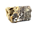 Moroccan Baculites 9x6cm Fossil