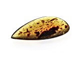 Sumatran Amber 52.5x30.5mm Pear Shape Cabochon 24.18ct