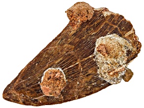 Dinosaur Tooth 38.73g 25.5x17.1x11.2cm Fossil
