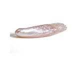 Natural Tennessee Freshwater Pink Pearl 21.6x4mm Wing Shape 2.13ct