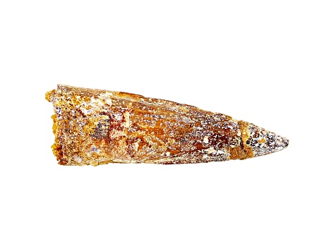 Dinosaur Tooth 15.17g 2.26x0.14 Inch Fossil From A Meat Eater