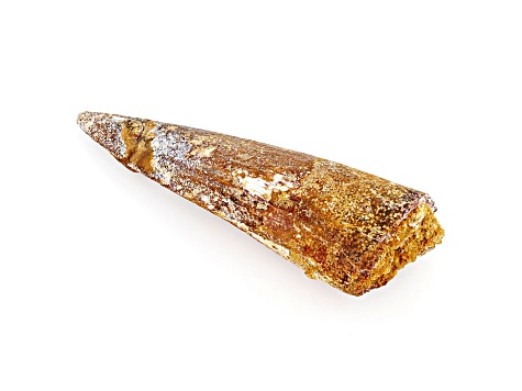 Dinosaur Tooth 15.17g 2.26x0.14 Inch Fossil From A Meat Eater
