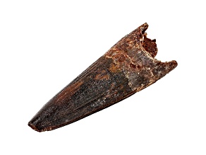 Meat Eater Dinosaur Tooth 17.50g 23.2x07.9x06.0cm Fossill