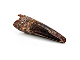 Meat Eater Dinosaur Tooth 17.50g 23.2x07.9x06.0cm Fossill