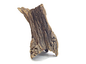 American Petrified Wood Log 17x13.5cm Specimen