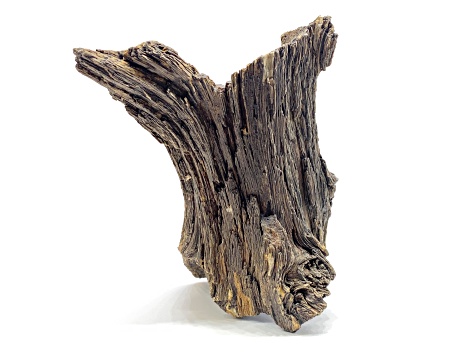 American Petrified Wood Log 17x13.5cm Specimen