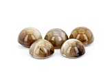 Opal Cat's Eye 7mm Round Set of 5 5.85ctw