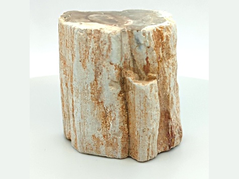 Petrified Wood 2 - 2.50 Inch Free-Form. Size And Shape Vary