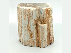 Petrified Wood 2 - 2.50 Inch Free-Form. Size And Shape Vary