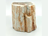 Petrified Wood 2 - 2.50 Inch Free-Form. Size And Shape Vary