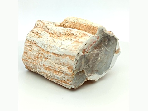 Petrified Wood 2 - 2.50 Inch Free-Form. Size And Shape Vary