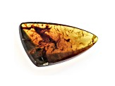 Sumatran Amber 50x27.5mm Triangle Cabochon 30.55ct
