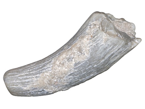 dinosaur opal fossil