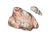 Multicolor Opalised Cone Snail in Matrix Fossil 27x59x19.31mm Free Form Set 25.92ctw