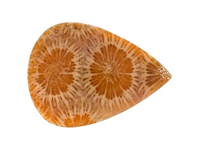 Coral Petrified 30x22mm Pear Shape Cabochon 15.00ct