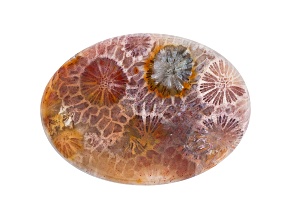 Coral Petrified 30x22mm Oval Cabochon 16.50ct