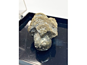 American Pyritized Cephalopod 3.5x2.5cm Specimen