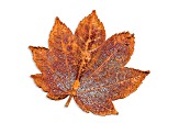 Iridescent Copper Dipped Full Moon Maple Leaf Pin Brooch