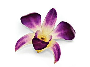 Lacquer Dipped Purple and White Dendrobium Orchid Pin Brooch
