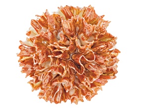 Belleek Hand Crafted Porcelain Chrysanthemum Brooch