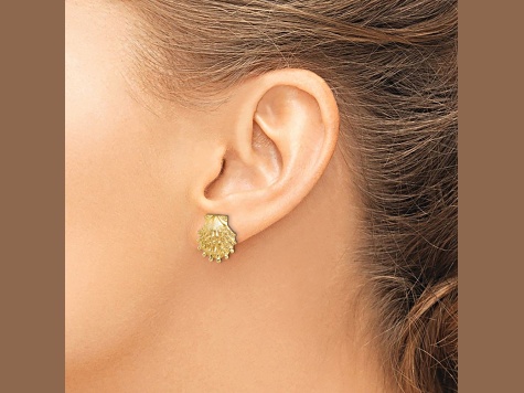 14k Yellow Gold Textured Lion's Paw Shell Stud Earrings