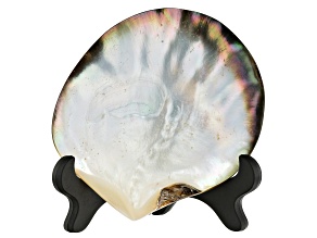 Pre-Owned Polished Tahitian Shell With Wooden Stand