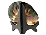 Polished Tahitian Shell With Wooden Stand