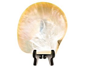 Polished South Sea Shell With Stand