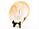 Polished South Sea Shell With Stand