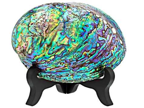 Polished Abalone Shell With Wooden Stand