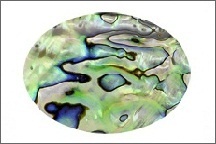 abalone