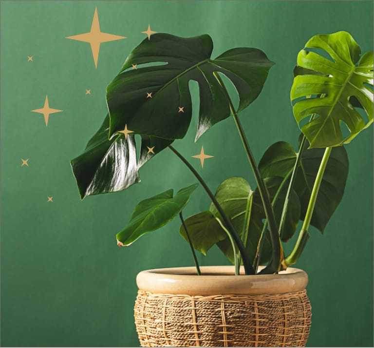 House plant